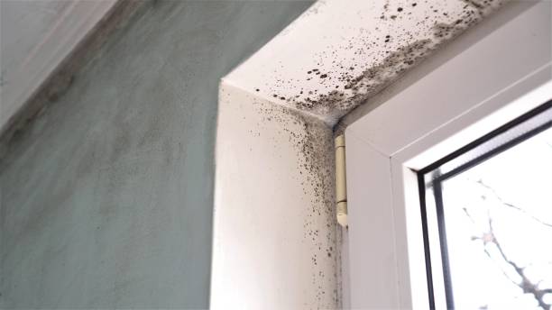 Best Mold Remediation for Vacation Homes  in Spring Lake, NJ