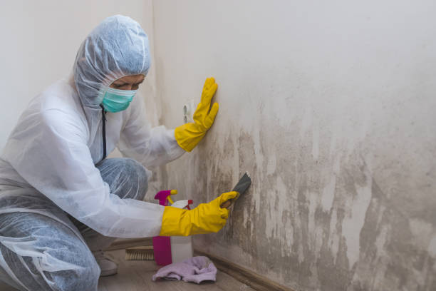 Best Crawl Space Mold Remediation  in Spring Lake, NJ