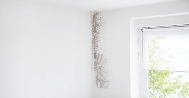Best Comprehensive Air Testing for Mold Contaminants  in Spring Lake, NJ