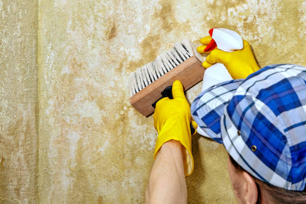Best Airborne Mold Testing  in Spring Lake, NJ