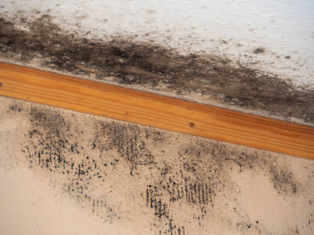 Best Mold Damage Restoration  in Spring Lake, NJ