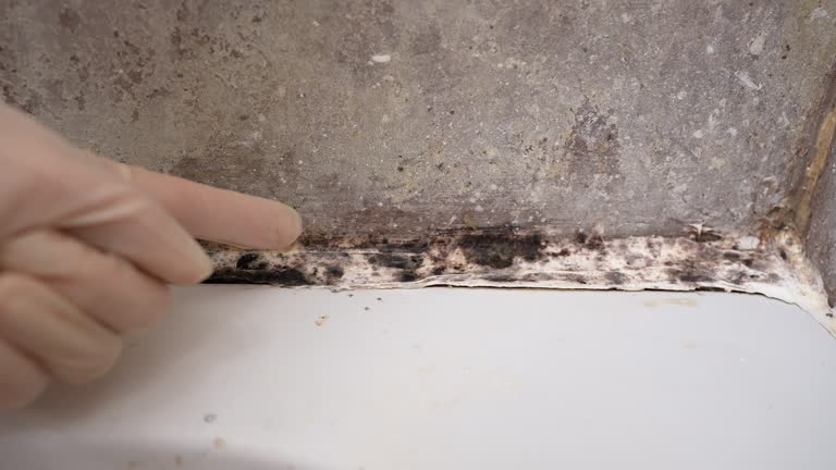 Spring Lake, NJ Mold Removal Company